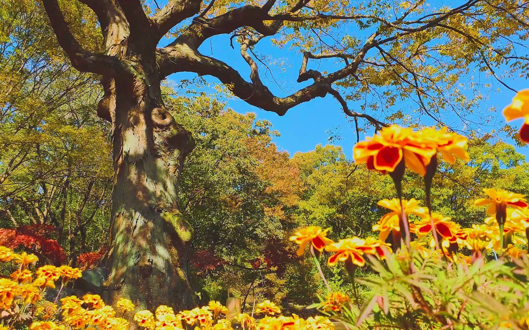 田园风光.催眠音乐. 治愈. 疗伤. 情感有感.国风. 古装.