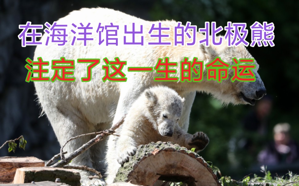 出生在海洋馆的北极熊,居然不会游泳,他会丧失动物的天性么