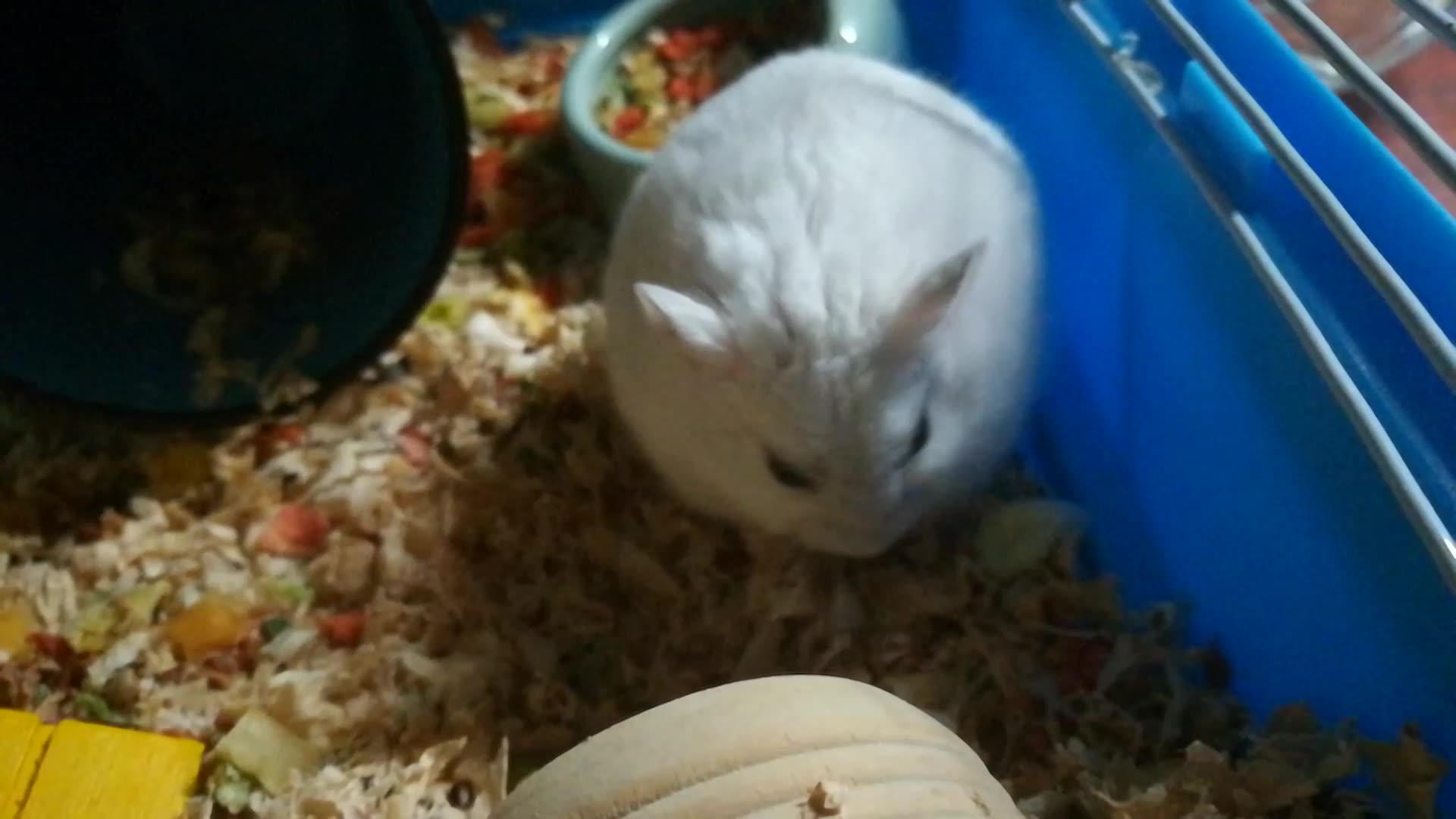 【仓鼠】糯米团子的日常