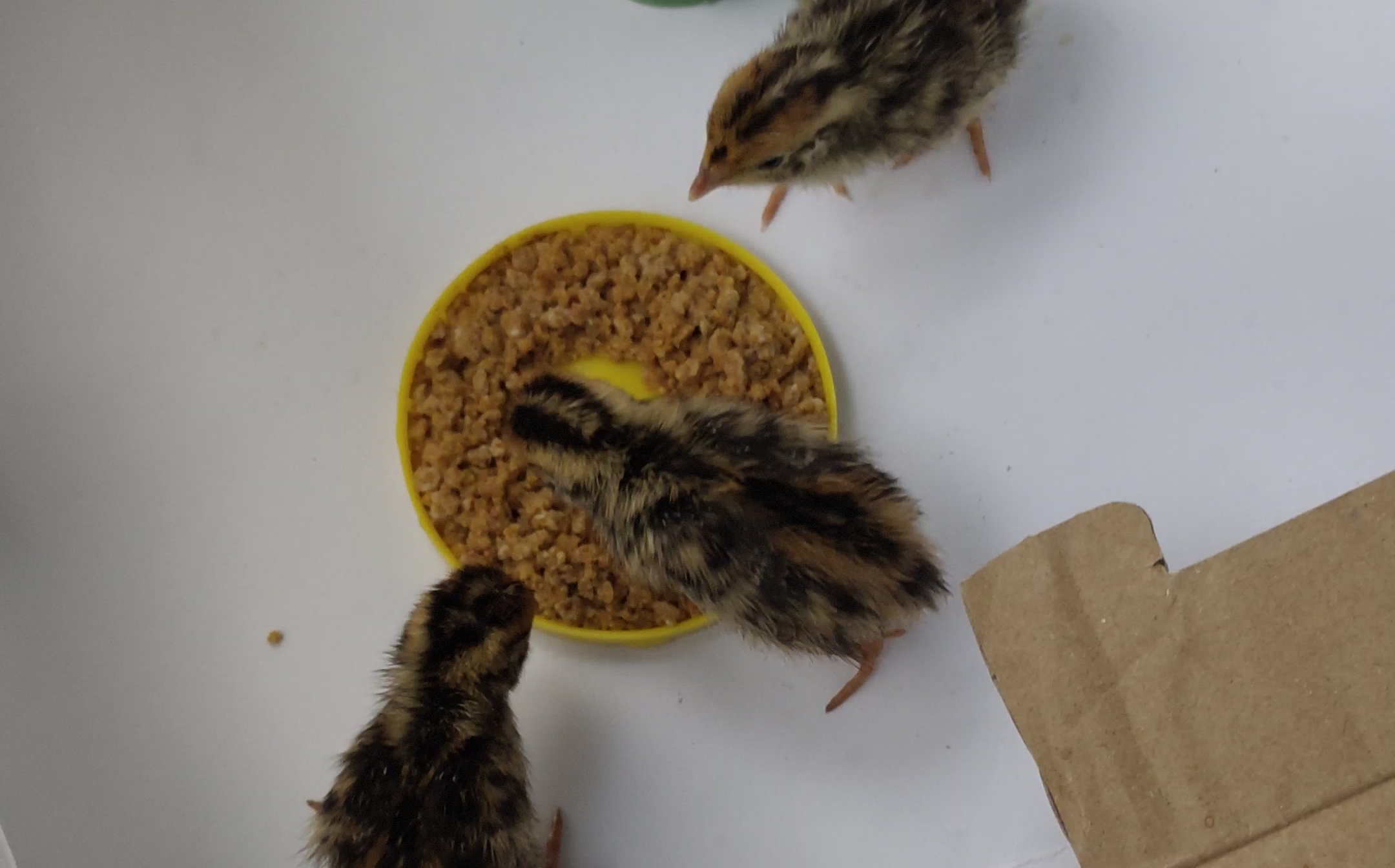 清早起来喂喂鹌鹑苗