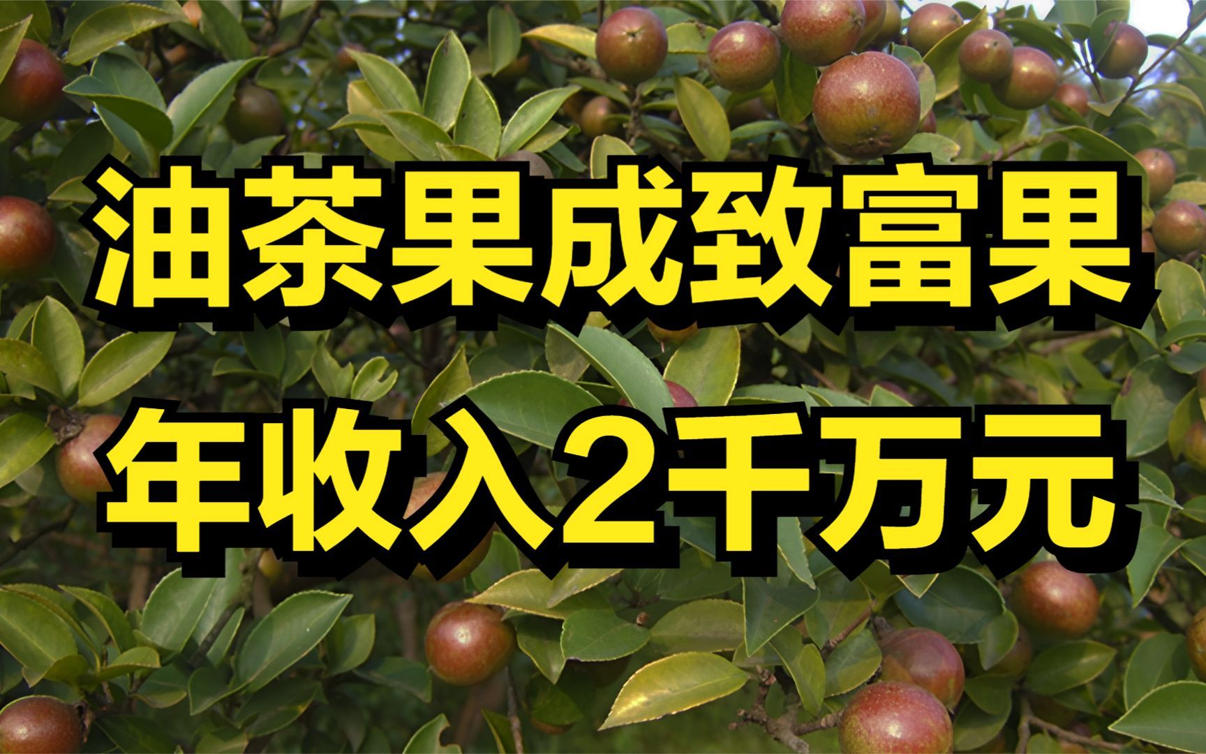 油茶果成致富果,一斤最高卖150元,男子年收入高达2千万元!哔哩哔哩bilibili