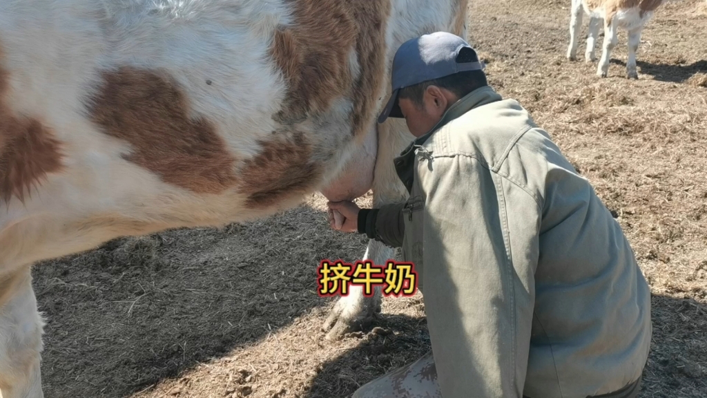 大母牛的奶涨的太厉害,赶紧给它挤出来,不然就容易涨坏了哔哩哔哩bilibili