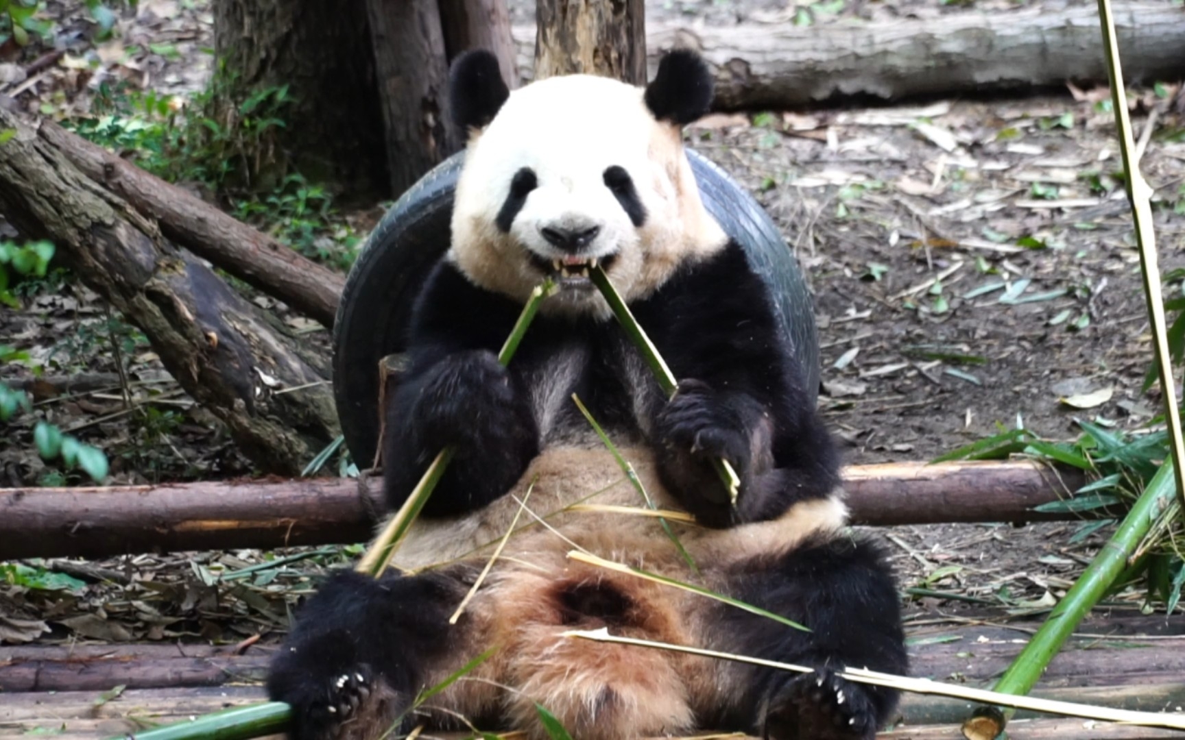 [图]雅竹进产房后 约两个月没露面了 等你的消息