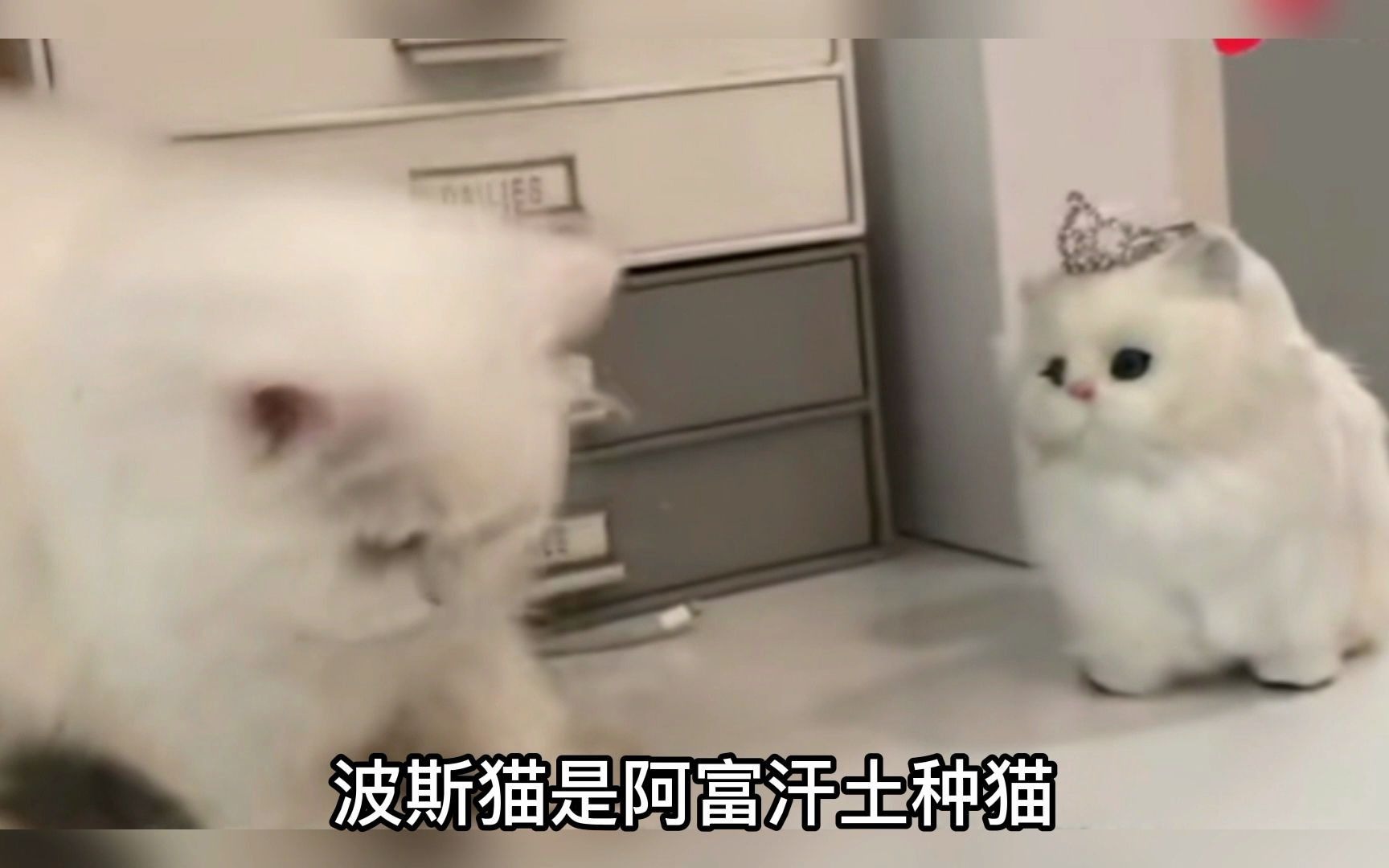 波斯猫是一种非常受欢迎的猫咪哦!哔哩哔哩bilibili