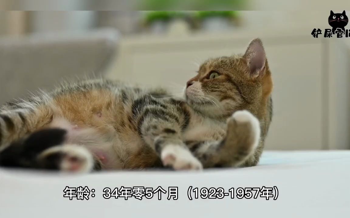 养猫科普:世界上最长寿的猫能活多久?哔哩哔哩bilibili