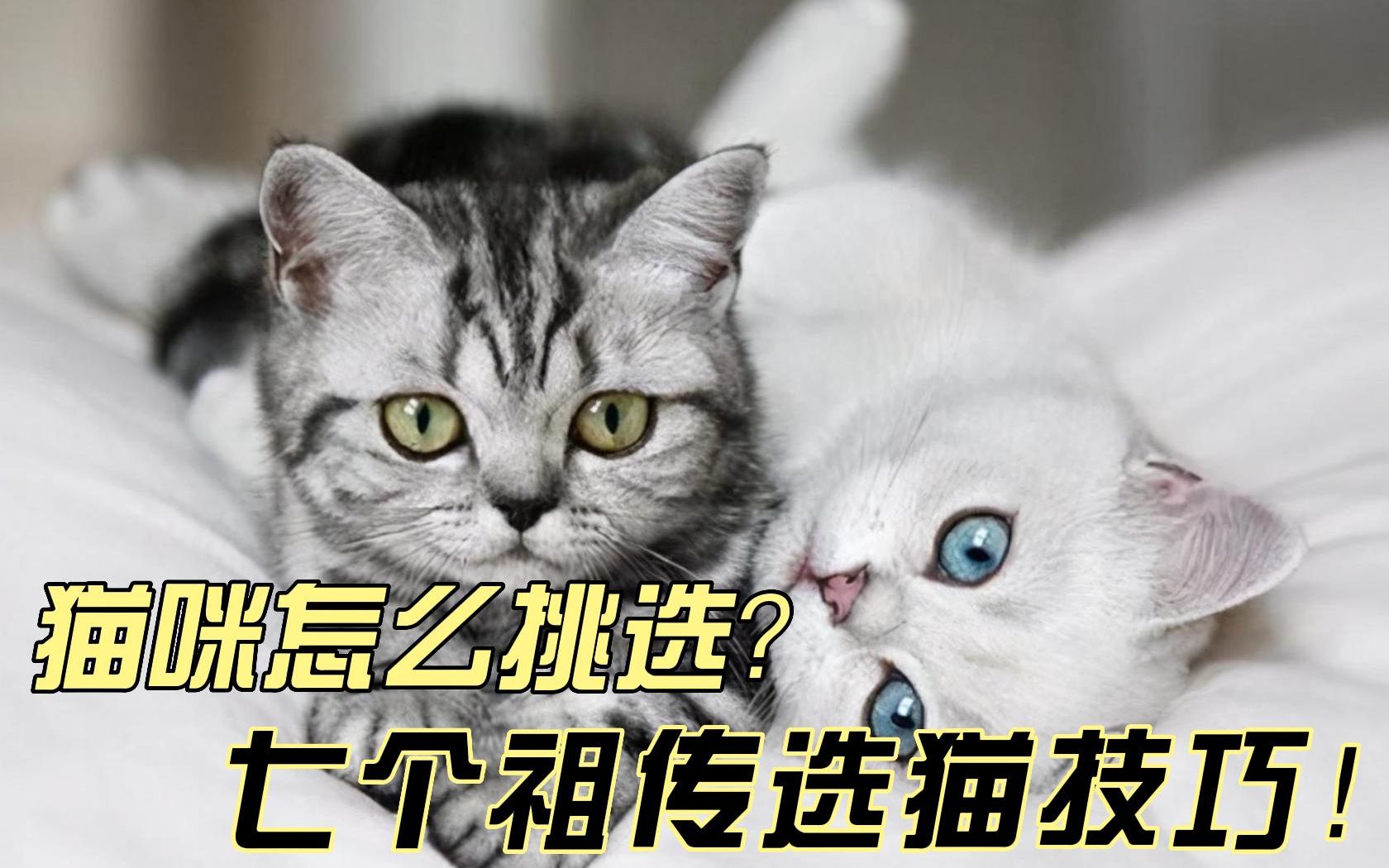 [图]猫咪怎么挑选？七个祖传选猫技巧！