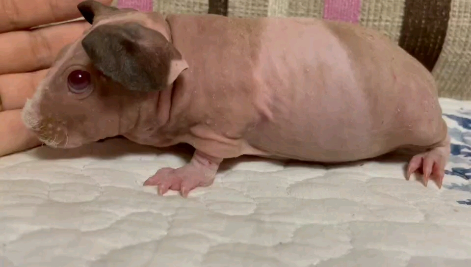 无毛豚鼠无毛猪迷你小河马荷兰猪宠物