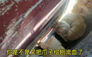 Tải video: 大黄狗还是在想回到它的主人那里，为了出去爪子都刨出血来了