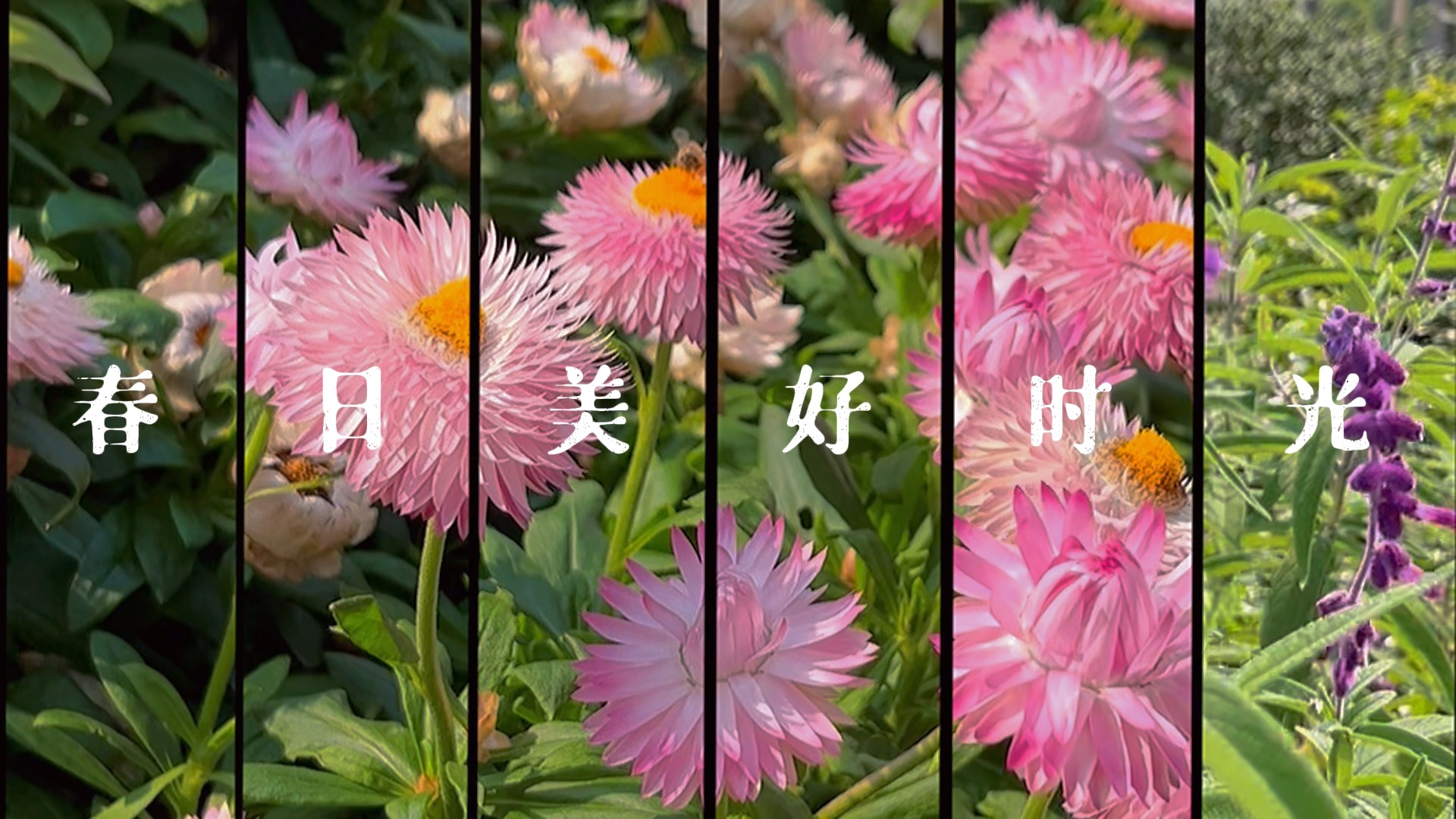 活动作品粉色的麦杆菊真的太美了