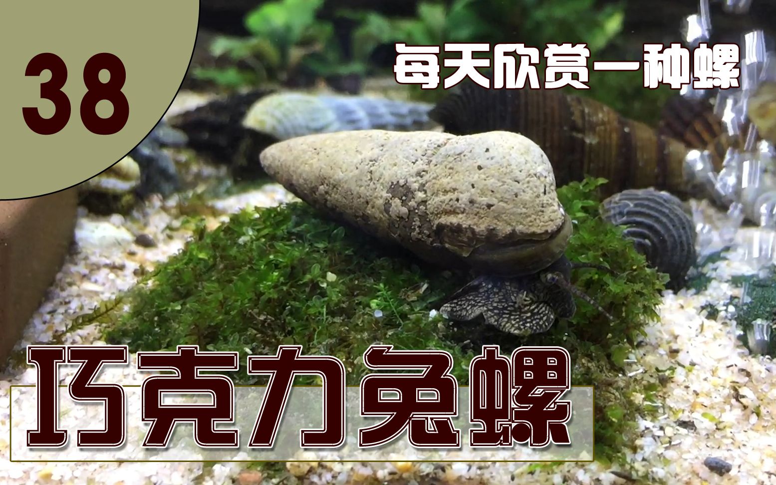 【每天欣赏一种螺38】巧克力兔螺:我见过的最害羞的兔螺,没有之一.