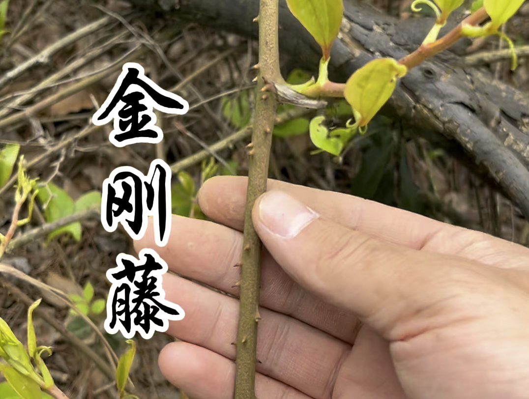 金刚藤,因其根茎硬如金刚而得名,你知道它的作用吗?哔哩哔哩bilibili