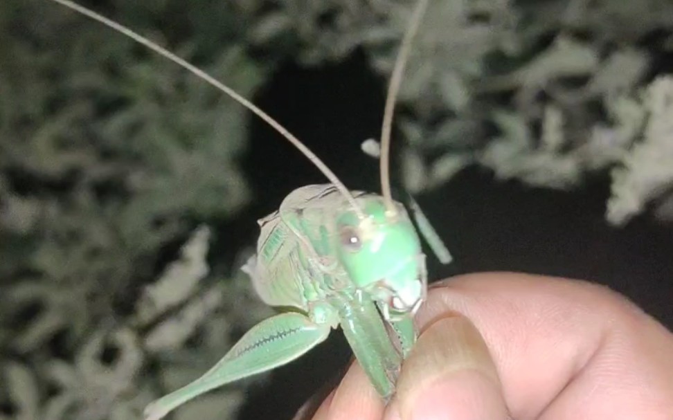 女虫友抓到一只灰头土脸的蝈蝈,原因令人堪忧!