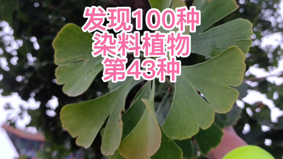 发现100种染料植物,第43种哔哩哔哩bilibili