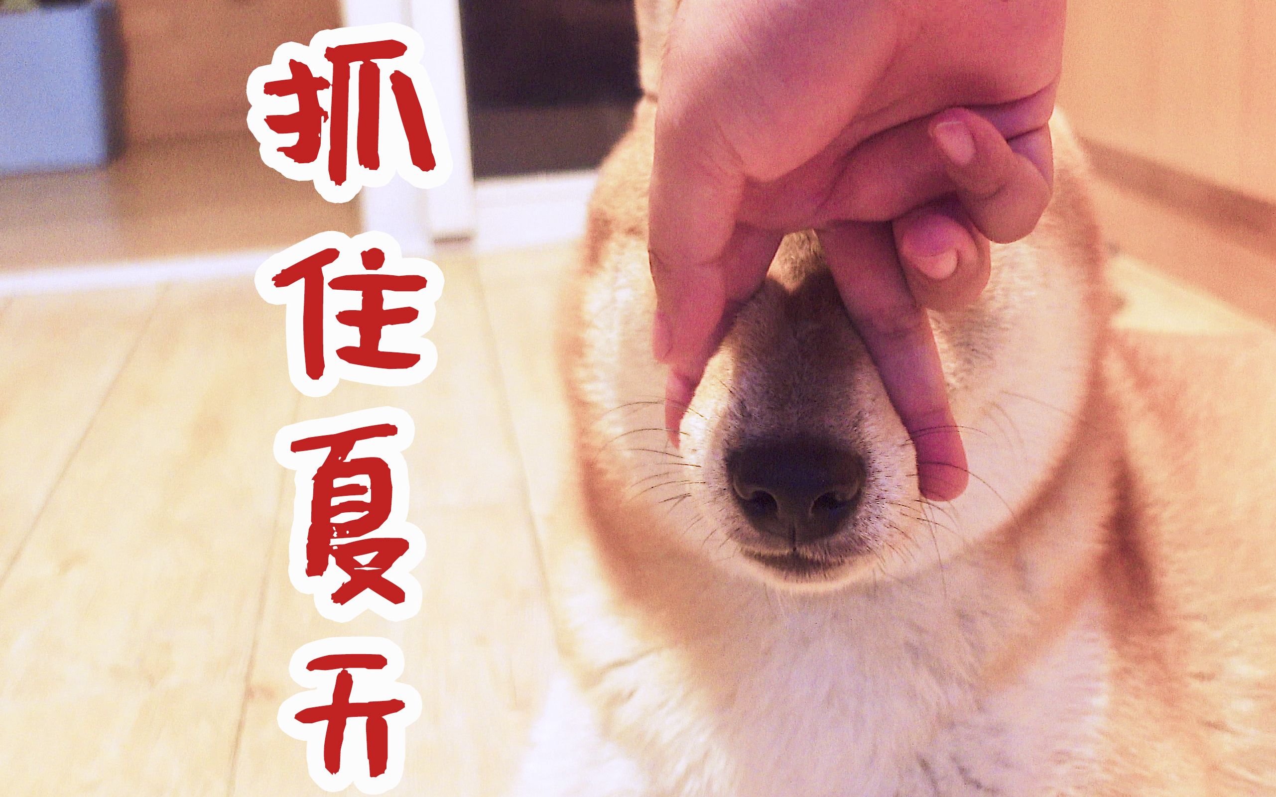 我以为抓住了柴柴的舌头就抓住了整个夏天,直到我发现根本抓不住