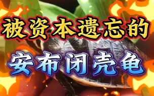 Descargar video: 被资本遗忘的安布闭壳龟！价格低廉的原因到底是什么呢？