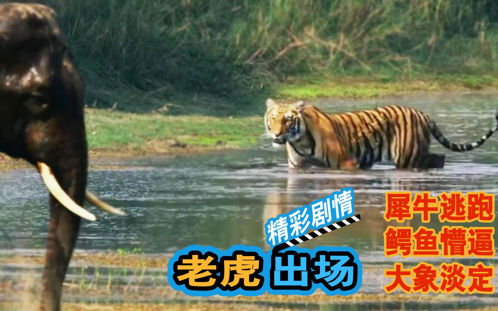 老虎出场吓跑犀牛,和大象对峙 剧情解说