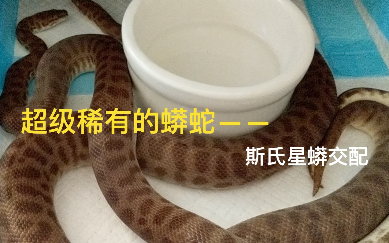 斯氏星蟒超级稀有的蟒蛇交配up主竟然偷拍了下来