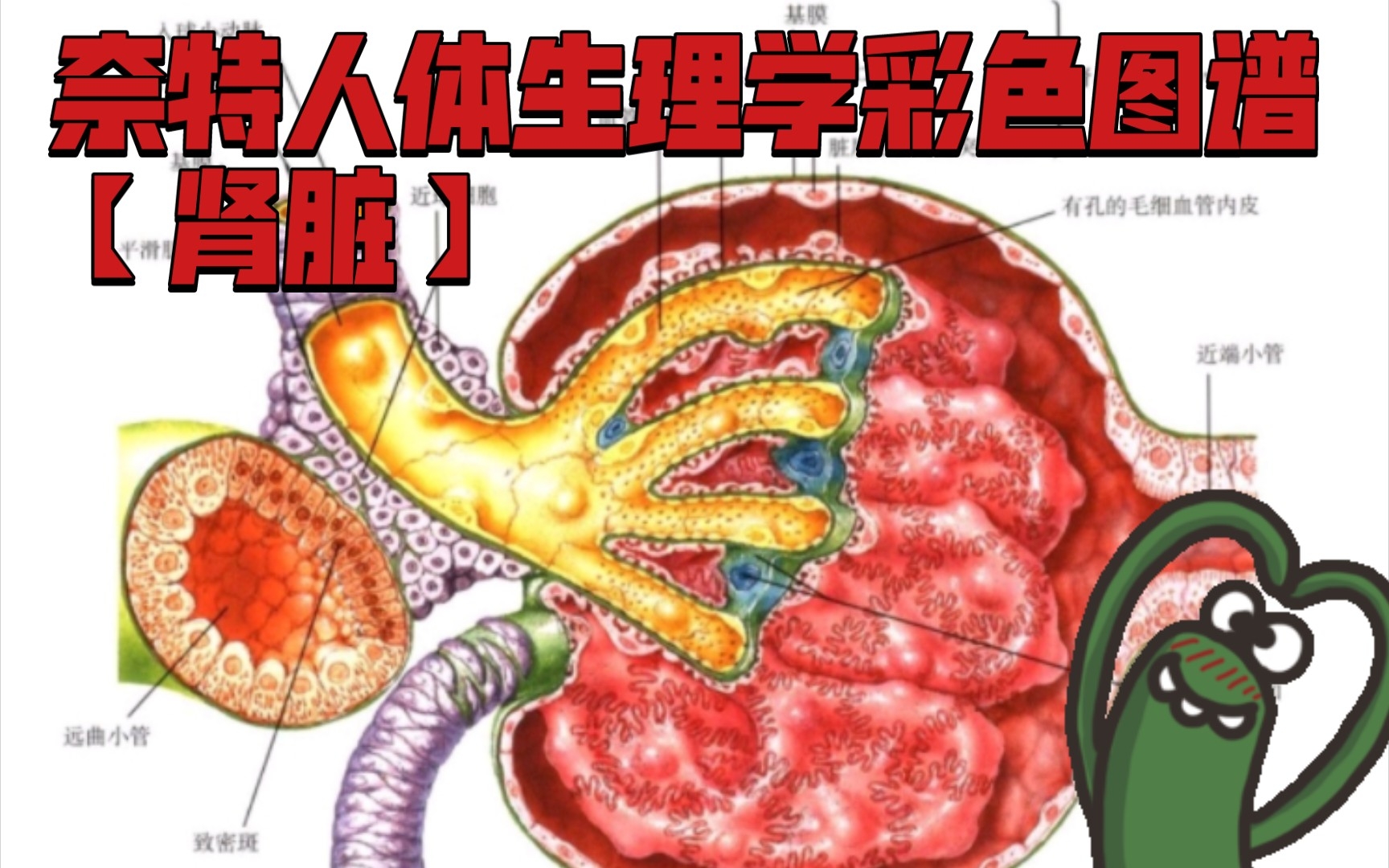 [图]奈特人体生理学彩色图谱【肾脏】