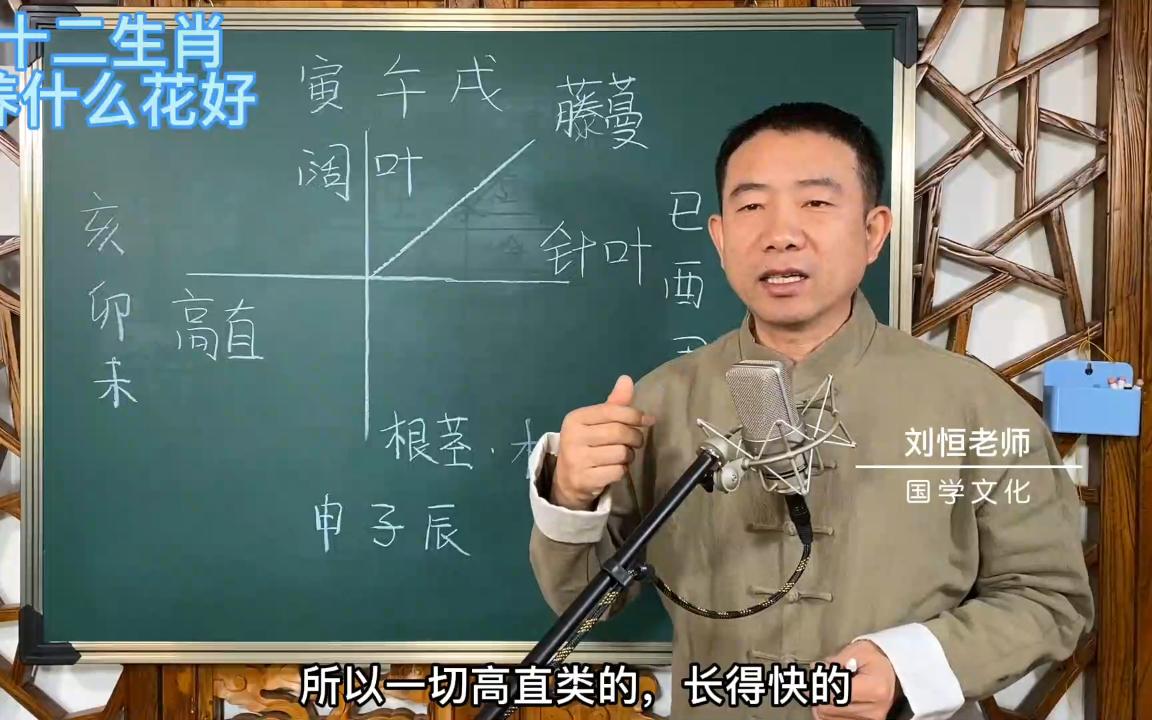 刘恒易经:十二生肖 养什么花好哔哩哔哩bilibili