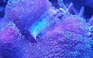 皮革珊瑚 搜索结果 哔哩哔哩 Bilibili