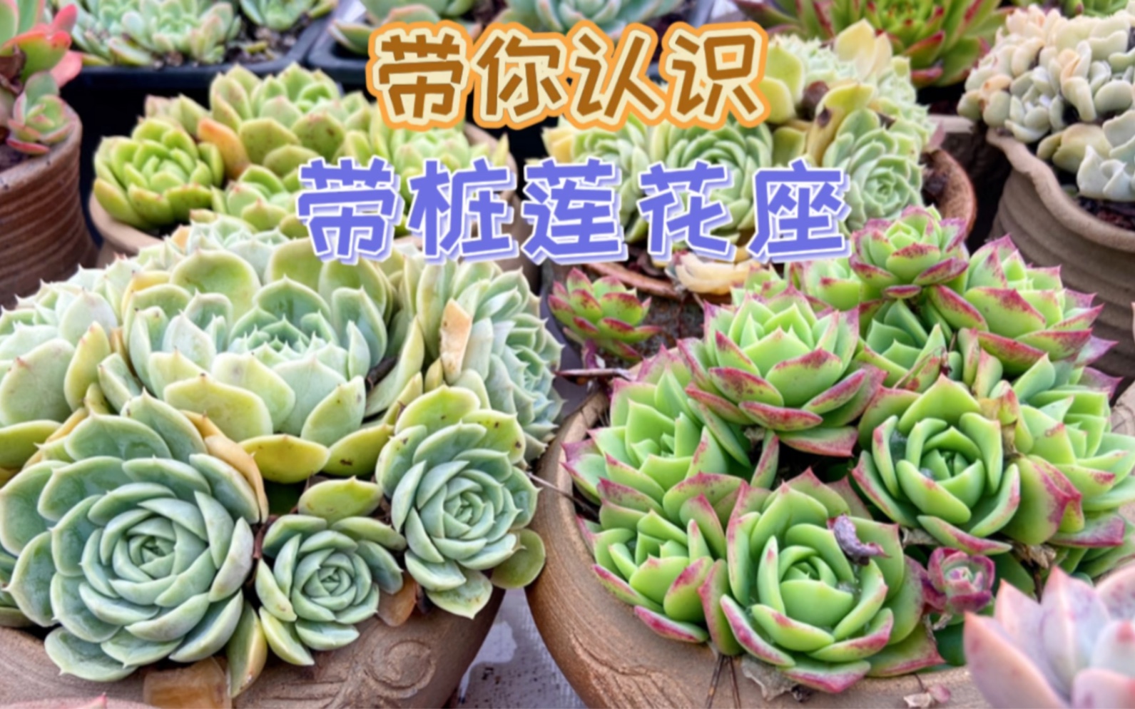 带你认识带桩莲花座多肉,开始变美了!_哔哩哔哩_bilibili