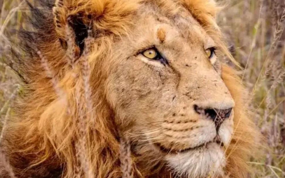 红路雄狮进入巅峰期,很顽强的独狮王!