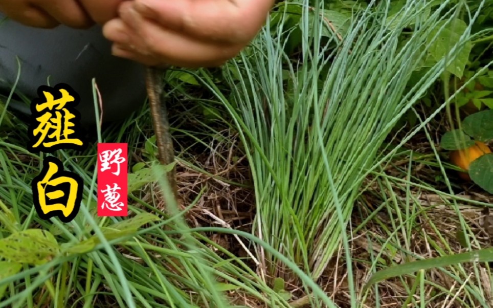 野葱也叫薤白,炒腊肉味道很香,是野菜中的调味“灵魂”!哔哩哔哩bilibili