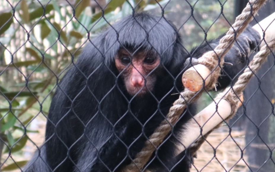 【红脸蜘蛛猴】红脸蜘蛛猴的尾巴缠绕能力很强,攀爬的时候相当于手一