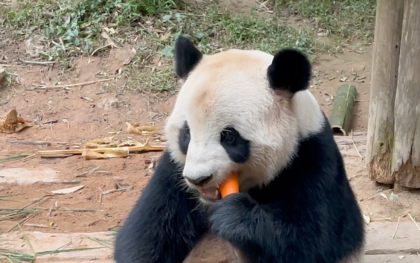 大熊猫隆仔图片