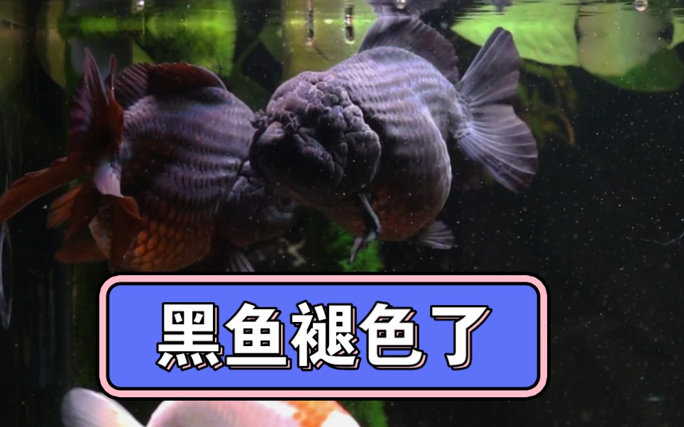 刮藻导致黑泰狮褪色,记录一下,多久长回来.