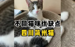 简州猫来喽～