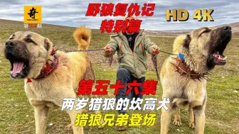 Download Video: 纪录片解说，【野狼复仇记第五季】特别篇，两岁猎狼的坎高犬，猎狼兄弟登场