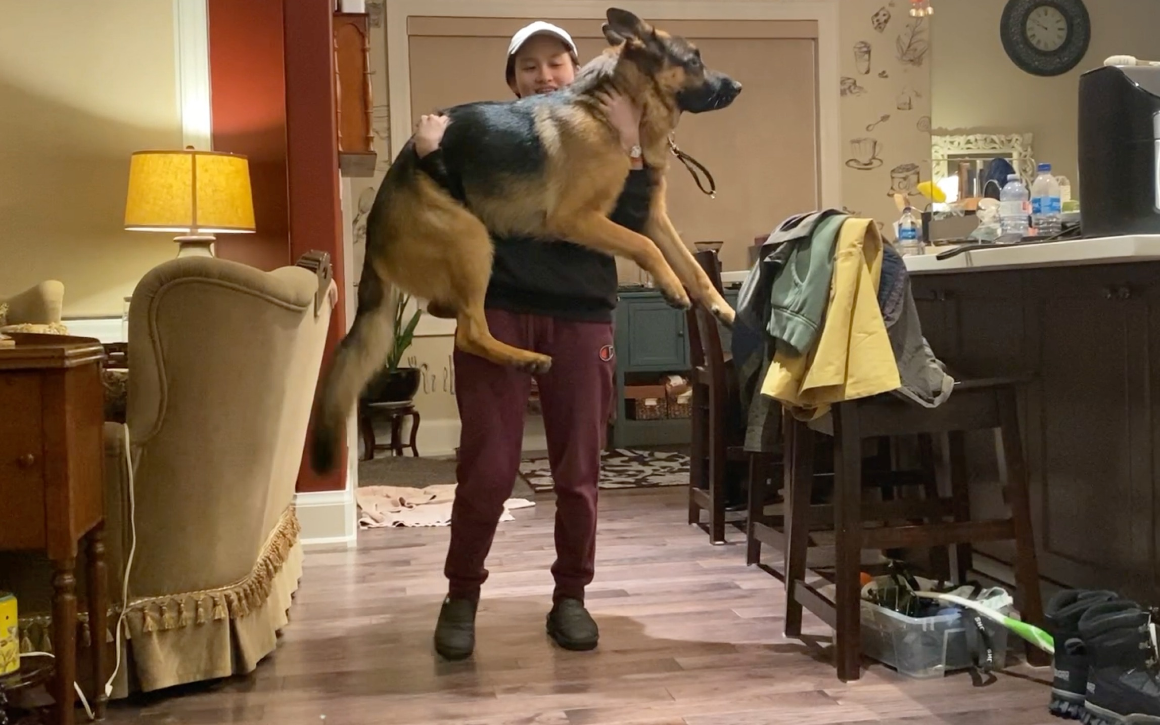 【德牧】80斤壮汉也值得拥有公主抱!