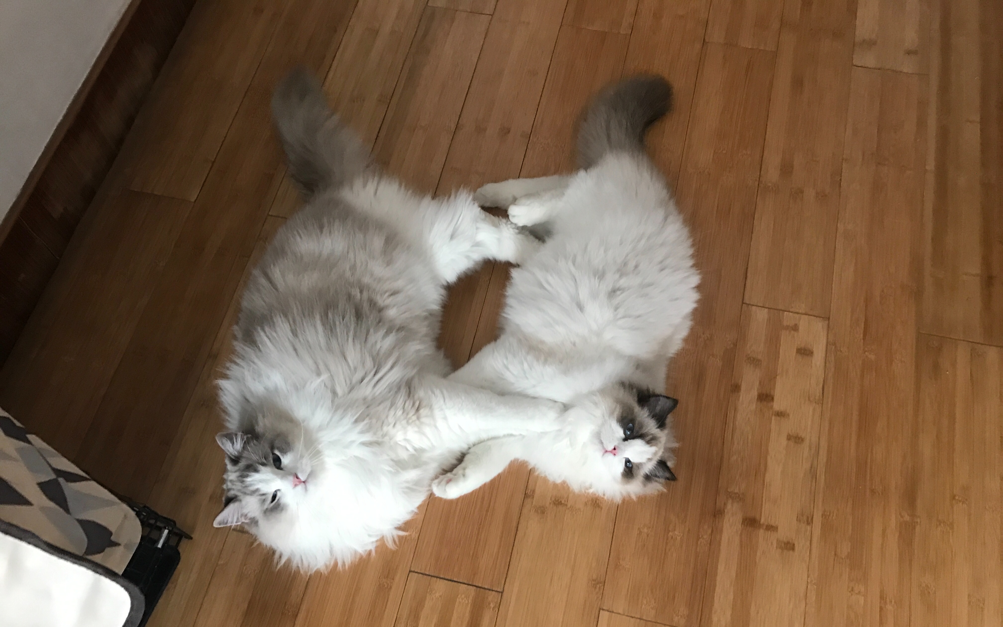 【布偶猫萌尼】两只布偶猫打架打的不可开交 掉了一地毛