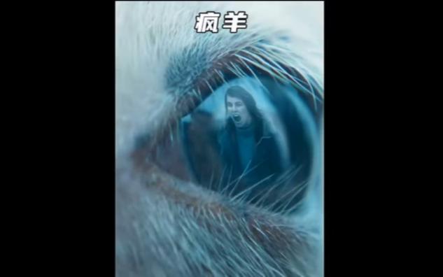 动物丧尸片-疯羊-1
