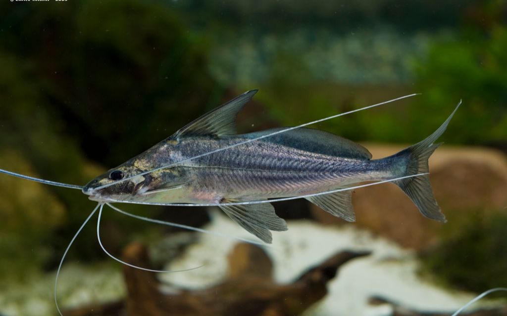 长身蓝鸭嘴,东沙鸭嘴,バルバード (サンシャイン水族館) 2018年5月10