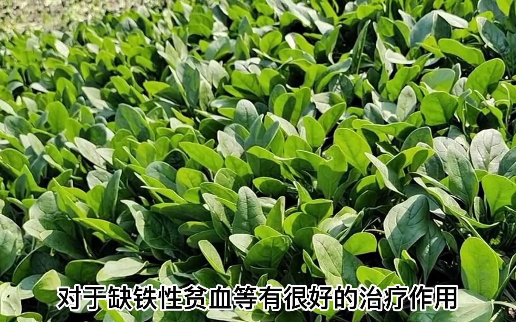 [图]对于菠菜，你了解多少？