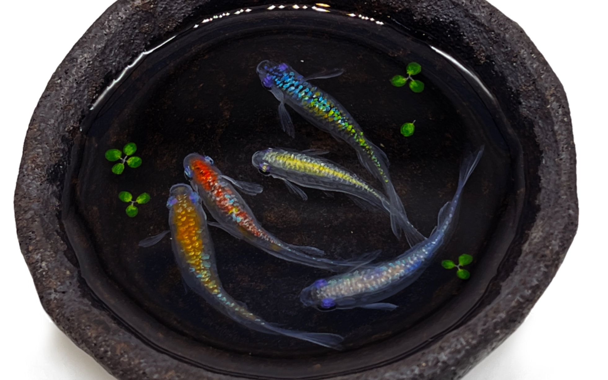 【3d树脂画】手绘立体观背青鳉过程