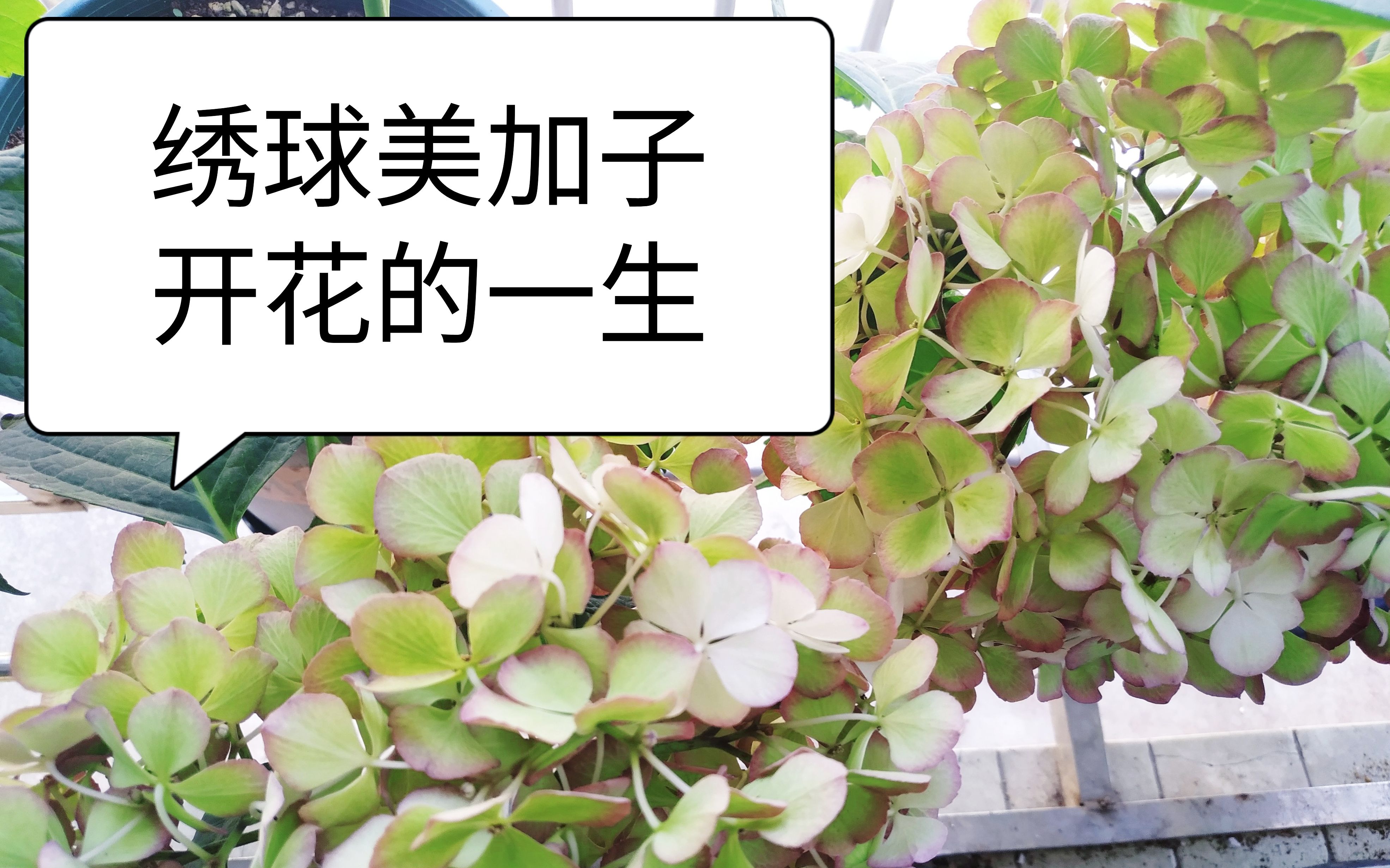 绣球"美佳子"开花的一生