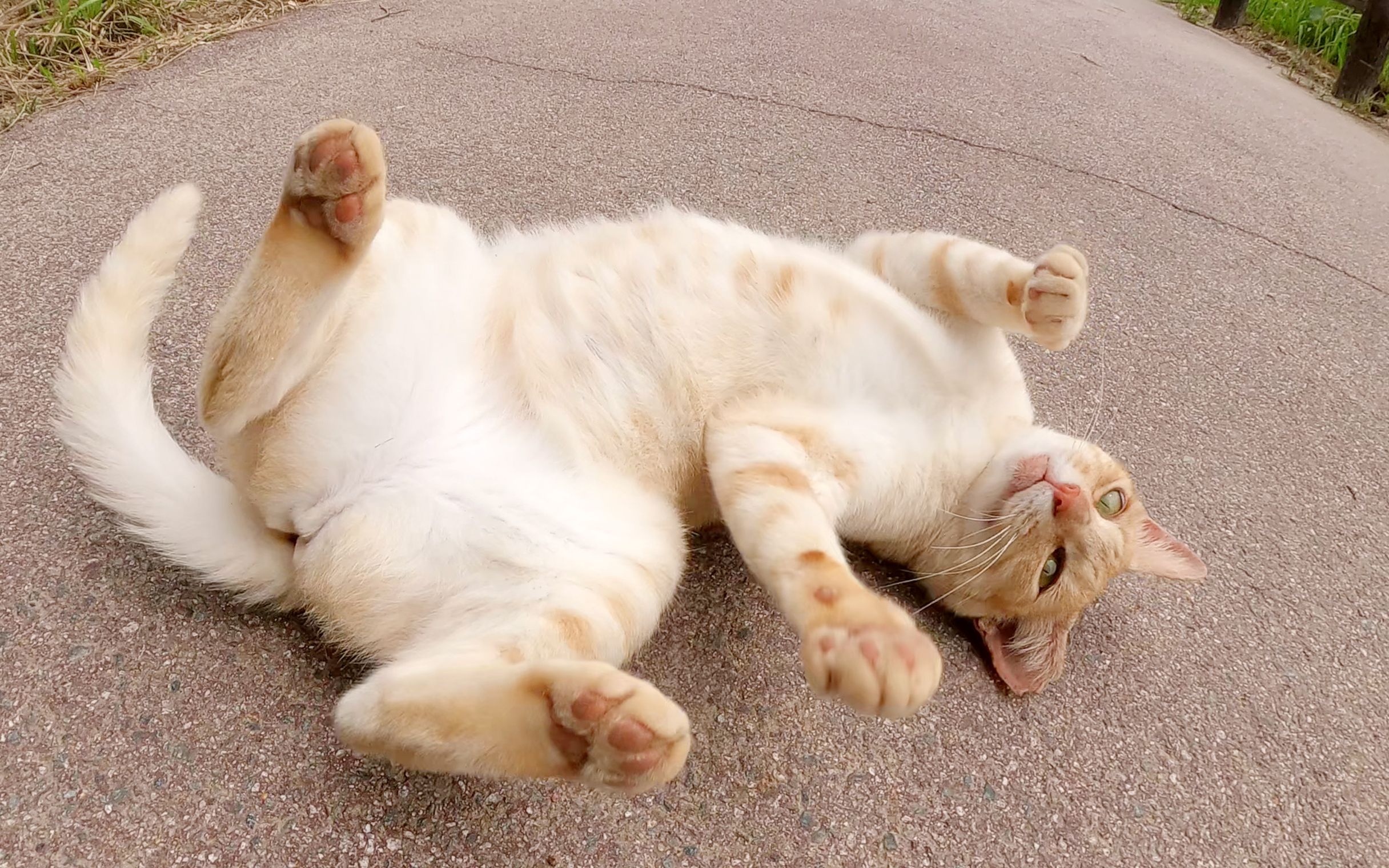 米色猫趴在地上和人类玩耍_哔哩哔哩_bilibili