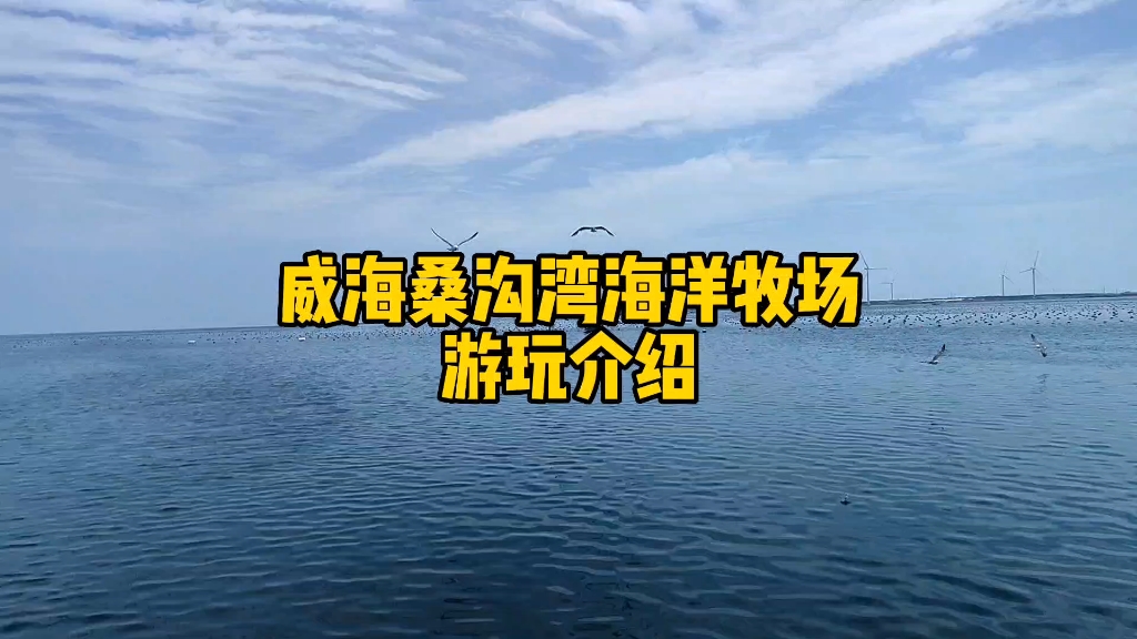 威海荣成桑沟湾海洋牧场游玩介绍,2500亩的海产品养殖区,北方最大哔哩哔哩bilibili