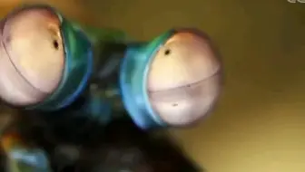 动物2:体验一下动物的世界第6222期