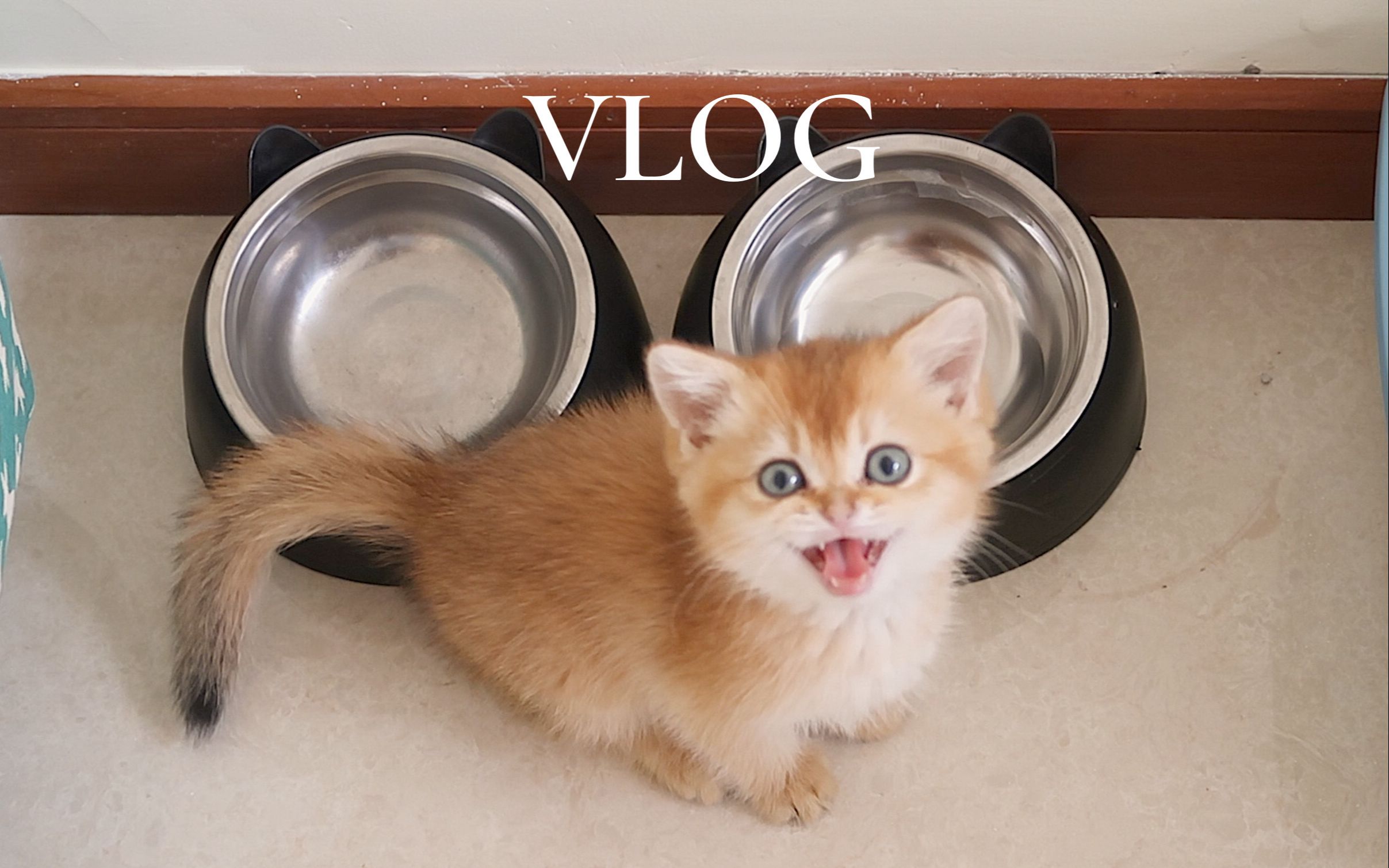 我终于有小奶猫啦！是个粘人精！| 上海居家Vlog