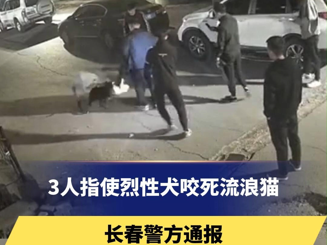 3人指使烈性犬咬死流浪猫,长春警方通报:公安机关已将涉案人员抓获归案.哔哩哔哩bilibili