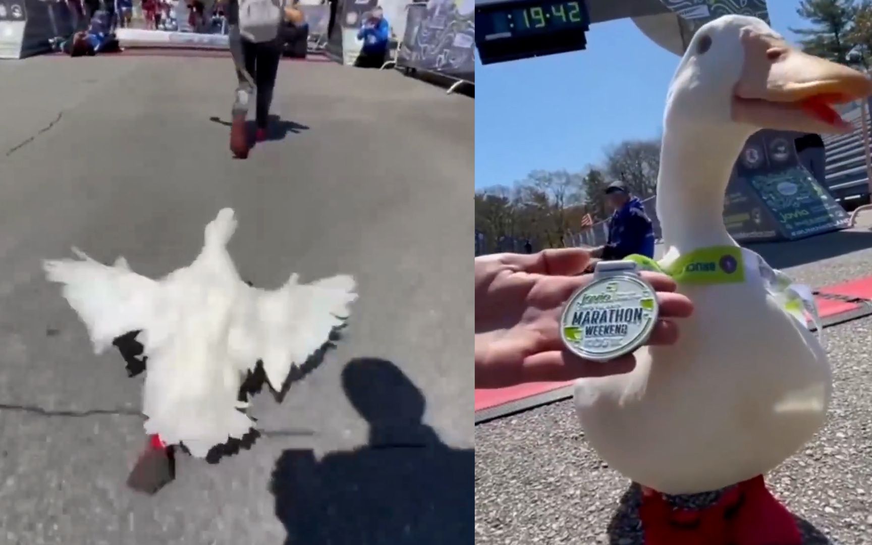 真的"厉害鸭"!国外一只鸭鸭参加马拉松比赛,超越人类赢得奖牌