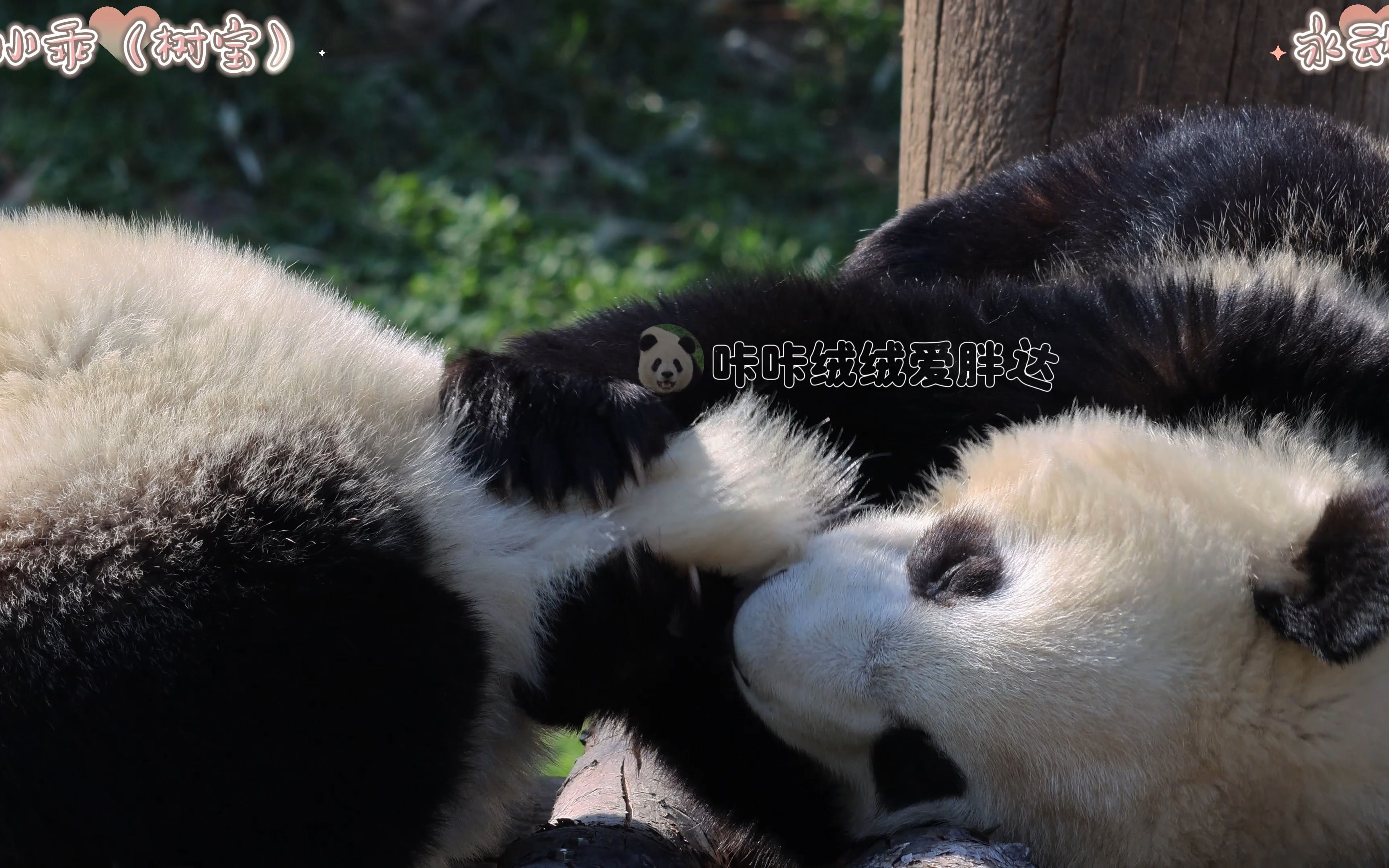 【大熊猫永动机 秦小乖(树宝)】永动机这个小坏蛋,拿小乖(树宝)妹妹的尾巴当竹叶啃,小乖妹妹想逃走太难了,又被咬住了脚哔哩哔哩bilibili