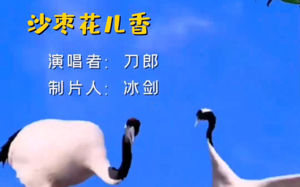 [图]#刀郎《沙枣花儿香》#一首引人入胜的歌曲，值得细细品味和欣赏。