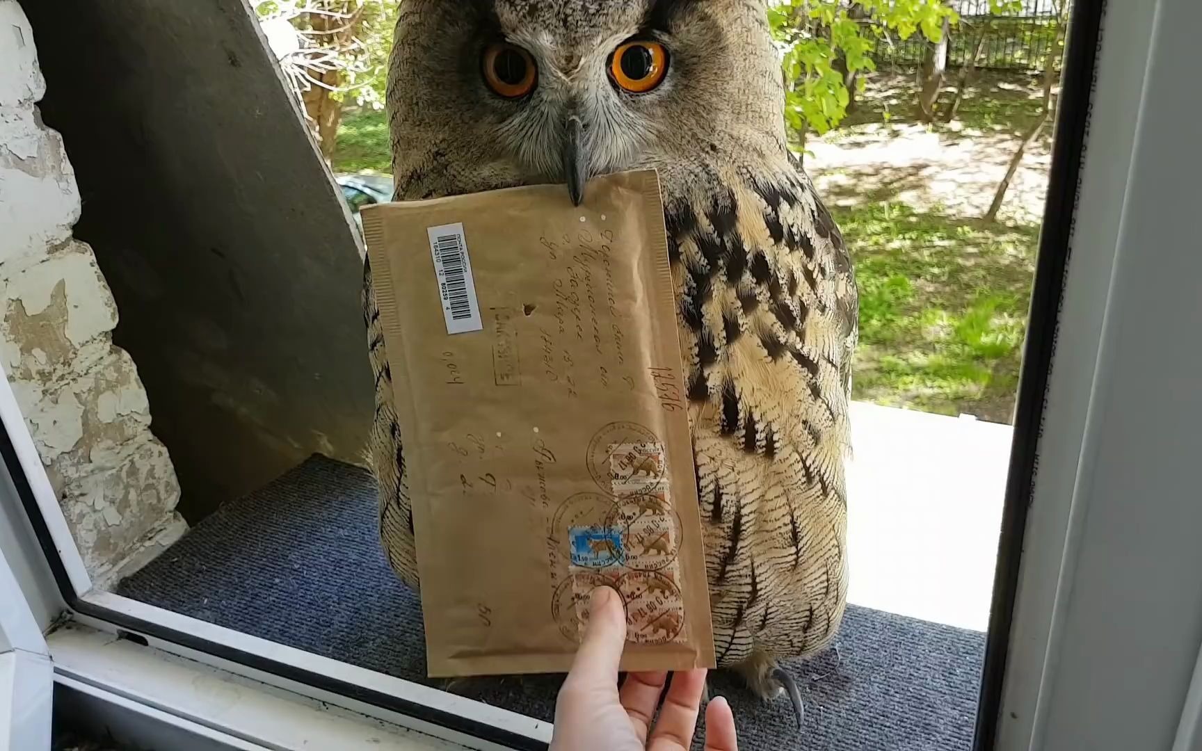 猫头鹰真的会送信