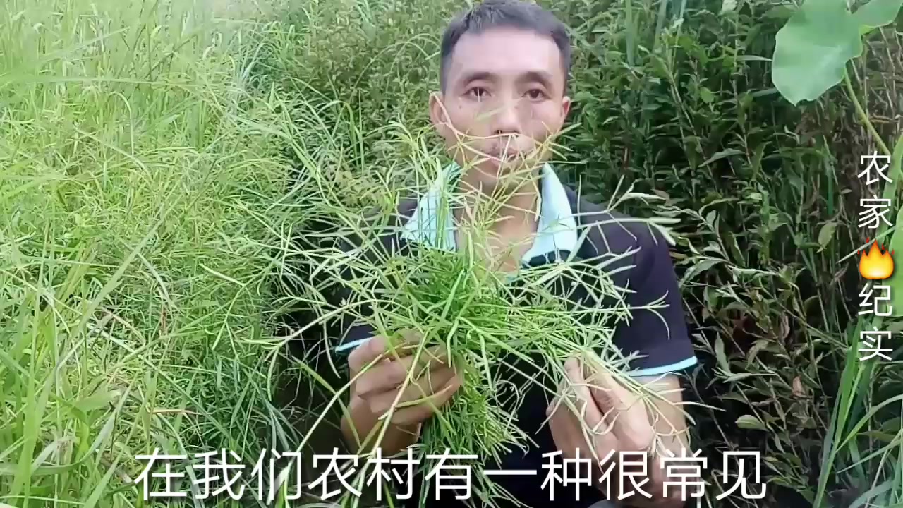 农村常见的野草白花蛇舌草,它有治疗各种癌肿的功效,您认识吗哔哩哔哩bilibili