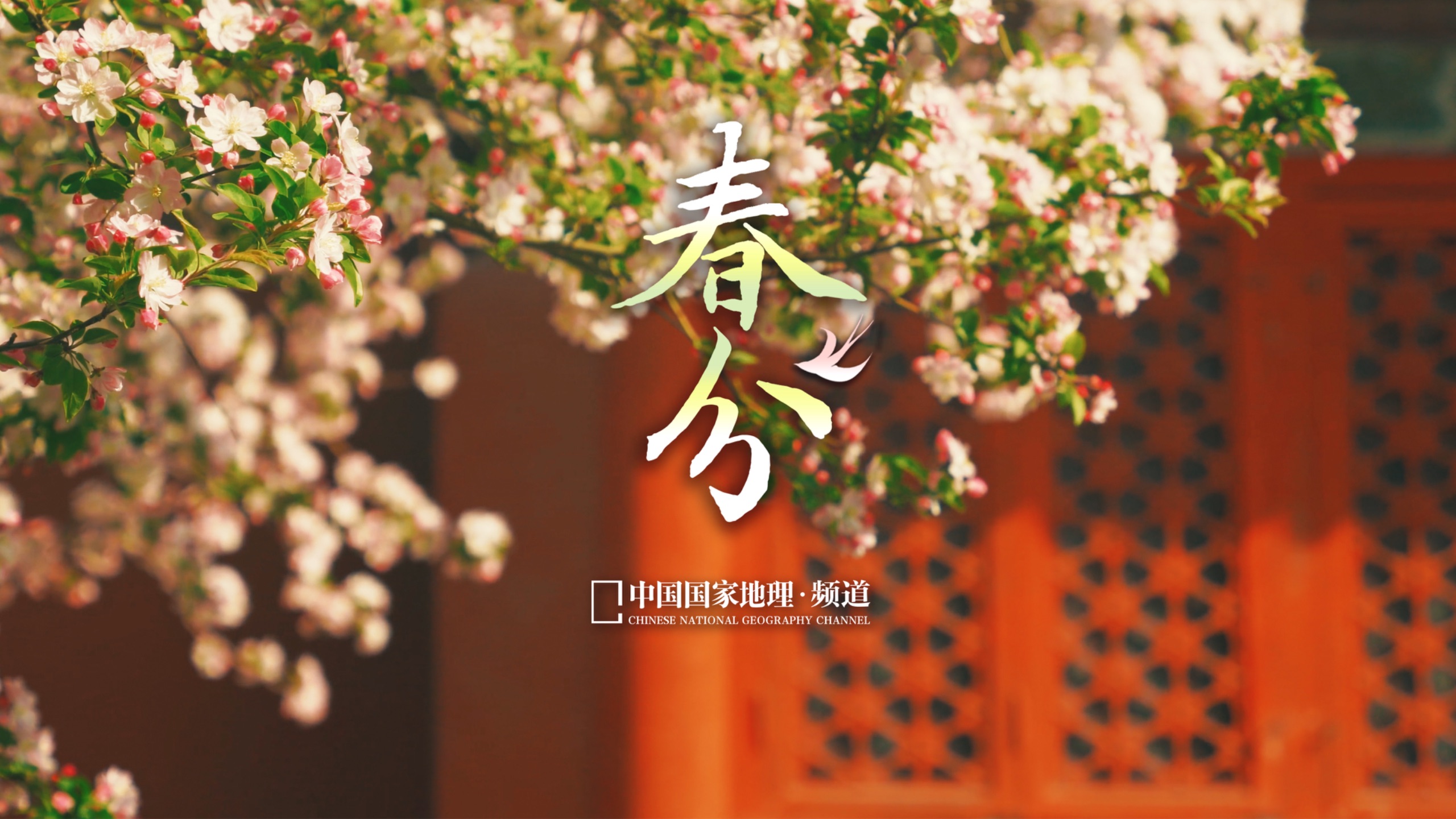 春分，故宫海棠依旧。